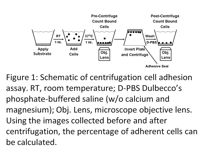 cell adhesion